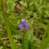 Burmannia pusilla (Miers) Thwaites